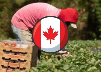 توظيف عامل مزرعة عام في كندا، أبوتسفورد، كولومبيا البريطانية BC