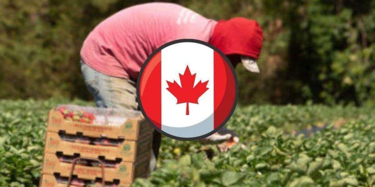توظيف عامل مزرعة عام في كندا، أبوتسفورد، كولومبيا البريطانية BC