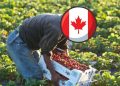 وظائف منتقي الفاكهة في مزارع كندا