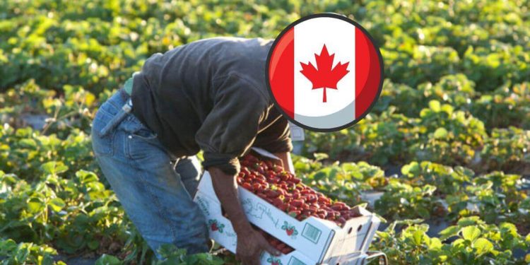 وظائف منتقي الفاكهة في مزارع كندا